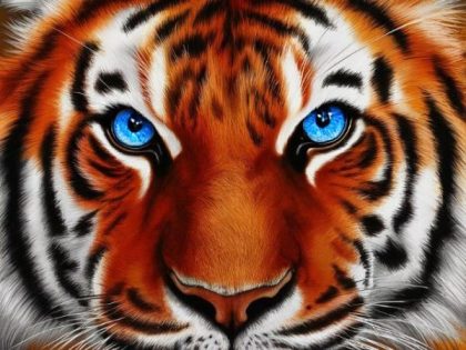 Animal Kits |  Blue Eyed Tiger – Paint by Numbers 60x75cm(24×29.5in) Animal Animal Kits