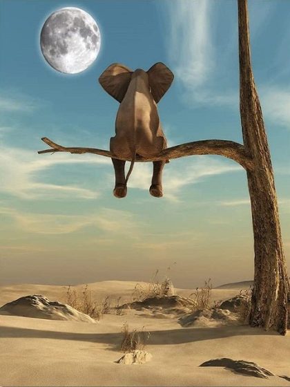 Animal Kits |  Elephant Watching Moon 60x75cm(24×29.5in) Animal Animal Kits