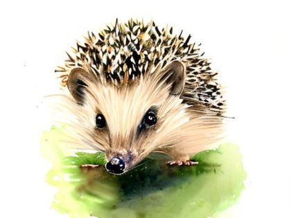 Animal Kits |  Hedgehog 60x75cm(24×29.5in) Animal Animal Kits