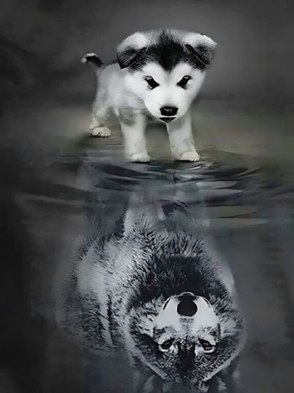 Animal Kits |  Wolf Reflection 60x75cm(24×29.5in) Animal Animal Kits