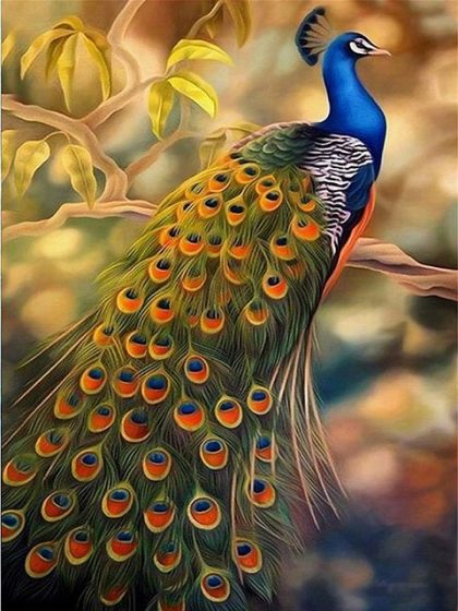 Bird |  Amazing Peacock 60x75cm(24×29.5in) Animal Bird