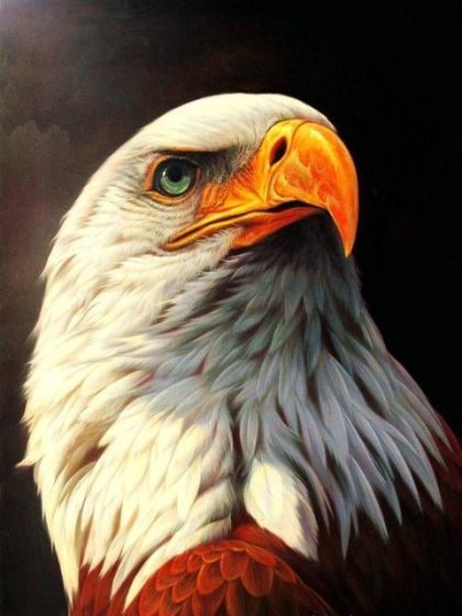 Bird |  Eagle 60x75cm(24×29.5in) Animal Bird