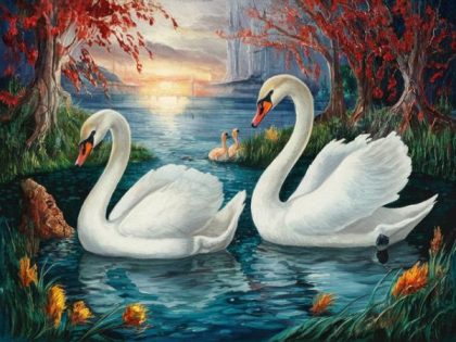 Bird |  Swans 60x75cm(24×29.5in) Animal Bird