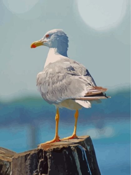 Bird |  White Seagull 60x75cm(24×29.5in) Animal Bird