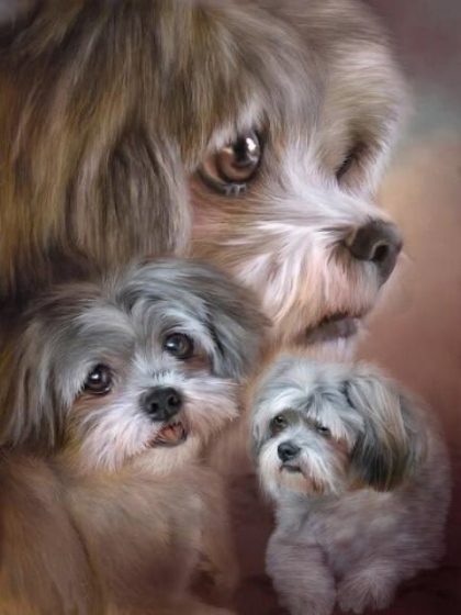 Dog |  Shih Tzu Paint by  Number 60x75cm(24×29.5in) Animal Dog