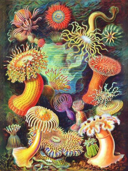 Famous Kits |  Ernst Haeckel – Actiniae 60x75cm(24×29.5in) Famous Famous Kits