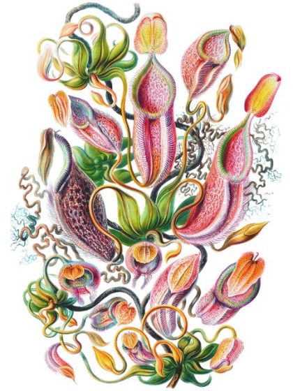 Famous Kits |  Ernst Haeckel – Nepenthaceae 60x75cm(24×29.5in) Famous Famous Kits