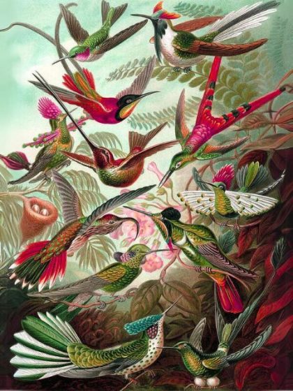 Famous Kits |  Ernst Haeckel – Trochilidae 60x75cm(24×29.5in) Famous Famous Kits