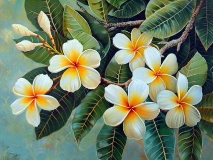 Floral Kits |  Delicate Frangipani 60x75cm(24×29.5in) Floral Kits Floral Kits