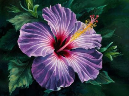 Floral Kits |  Purple Hibiscus 60x75cm(24×29.5in) Floral Kits Floral Kits