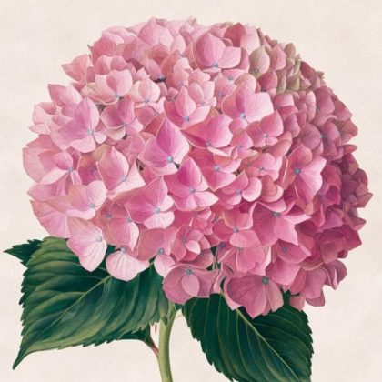 Mini |  Mini Pink Hydrangea 20x20cm(8x8in) Mini Mini