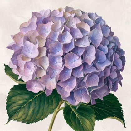 Mini |  Mini Violet Hydrangea 20x20cm(8x8in) Mini Mini