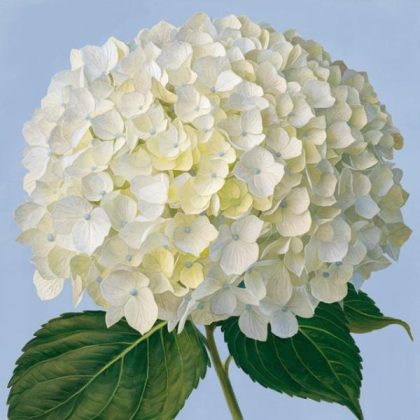 Mini |  Mini White Hydrangea 20x20cm(8x8in) Mini Mini