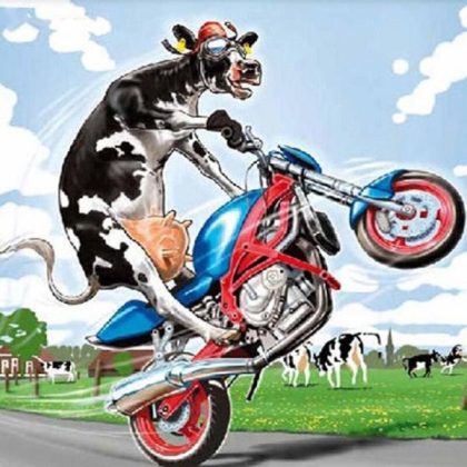 Motorbike |  Cow Biker – Paint by Numbers Kit 60x60cm(23.5×23.5in) Motorbike Motorbike