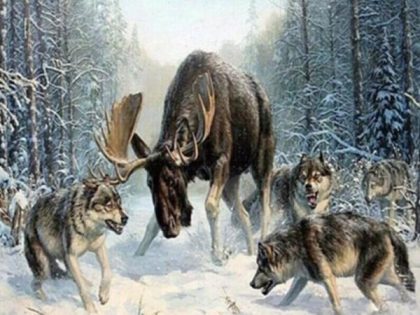 Animal Kits |  Moose and Wolves 60x75cm(24×29.5in) Animal Animal Kits