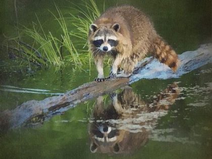 Animal Kits |  Raccoon Reflection 60x75cm(24×29.5in) Animal Animal Kits